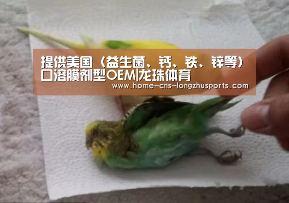 龙珠体育体育
