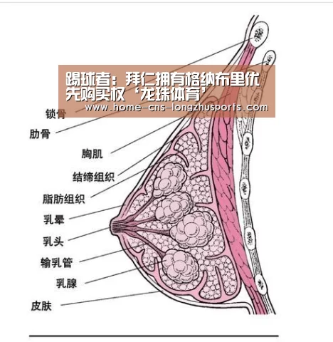 龙珠体育体育