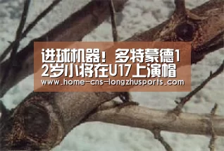 龙珠体育体育
